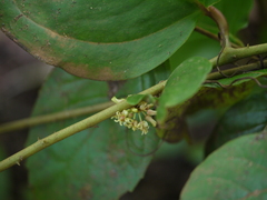 Smilax ovalifolia (Smilax ovalifolia)