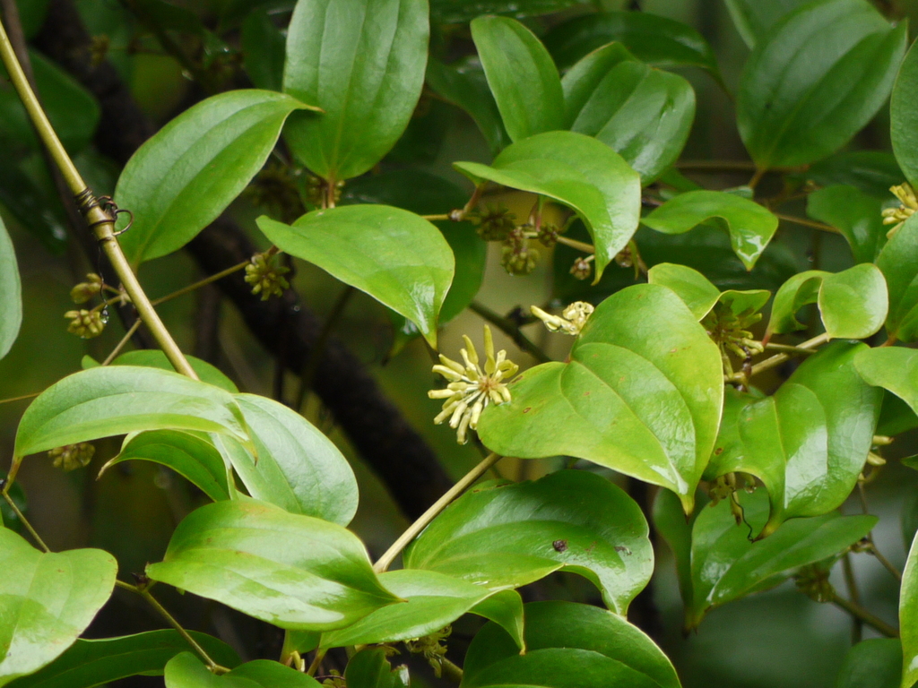 Smilax ovalifolia (Smilax ovalifolia)