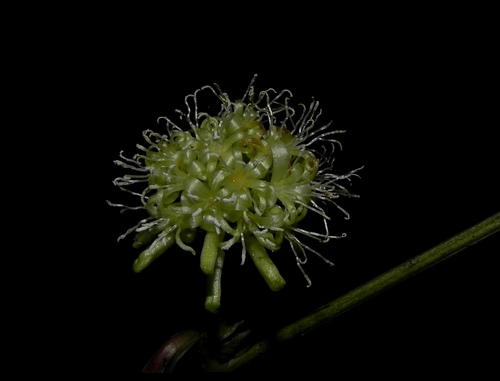 Smilax ovalifolia (Smilax ovalifolia)