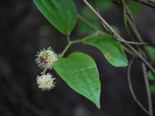 Smilax ovalifolia (Smilax ovalifolia)