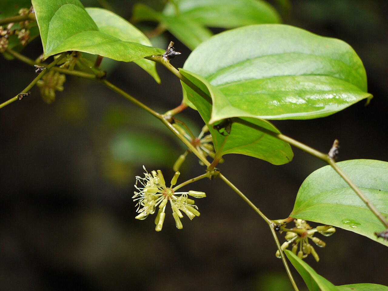 Smilax ovalifolia: Liliaceae (lily family) » Smilax ovalifolia SMIL-aks -- from the Greek name for poisonous tree; scratching o-val-ee-FOH-lee-uh -- oval leaf commonly known as :