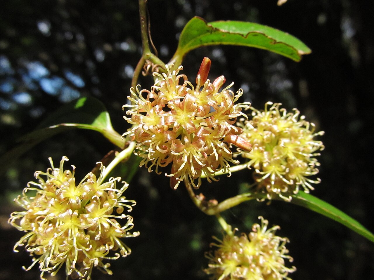 Smilax ovalifolia: http://www.flowersofindia.net/catalog/slides/Kumarika.html Photo taken in Peppara Wildlife Sanctuary, Kerala