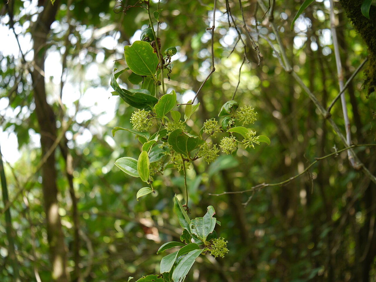 Smilax ovalifolia: Smilax ovalifolia