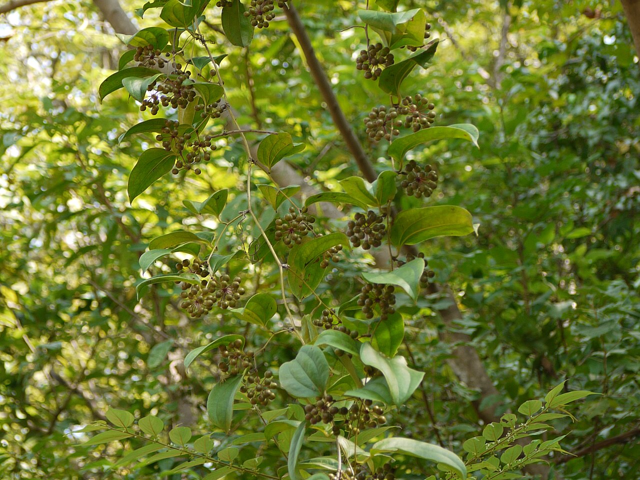 Smilax ovalifolia: Liliaceae (lily family) » Smilax ovalifolia SMIL-aks -- from the Greek name for poisonous tree; scratching o-val-ee-FOH-lee-uh -- oval leaf commonly known as :