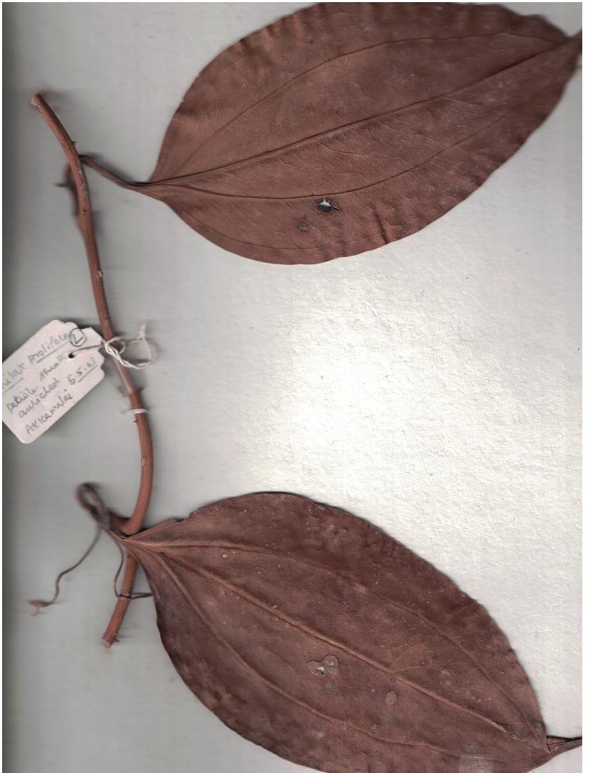 Smilax prolifera: Herbarium scans from Akkamalai, Anamalai Hills