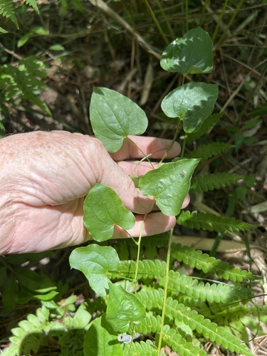 Bamboo vine (Smilax pseudochina)