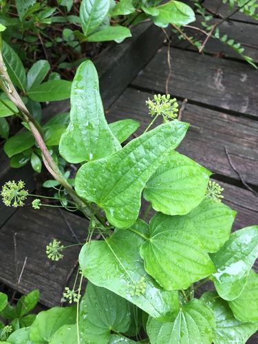 Bamboo vine (Smilax pseudochina)