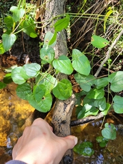 Bamboo vine (Smilax pseudochina)