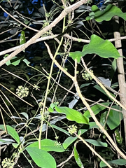 Bamboo vine (Smilax pseudochina)