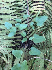 Bamboo vine (Smilax pseudochina)