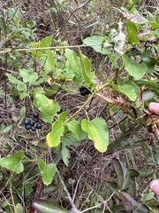 Bamboo vine (Smilax pseudochina)