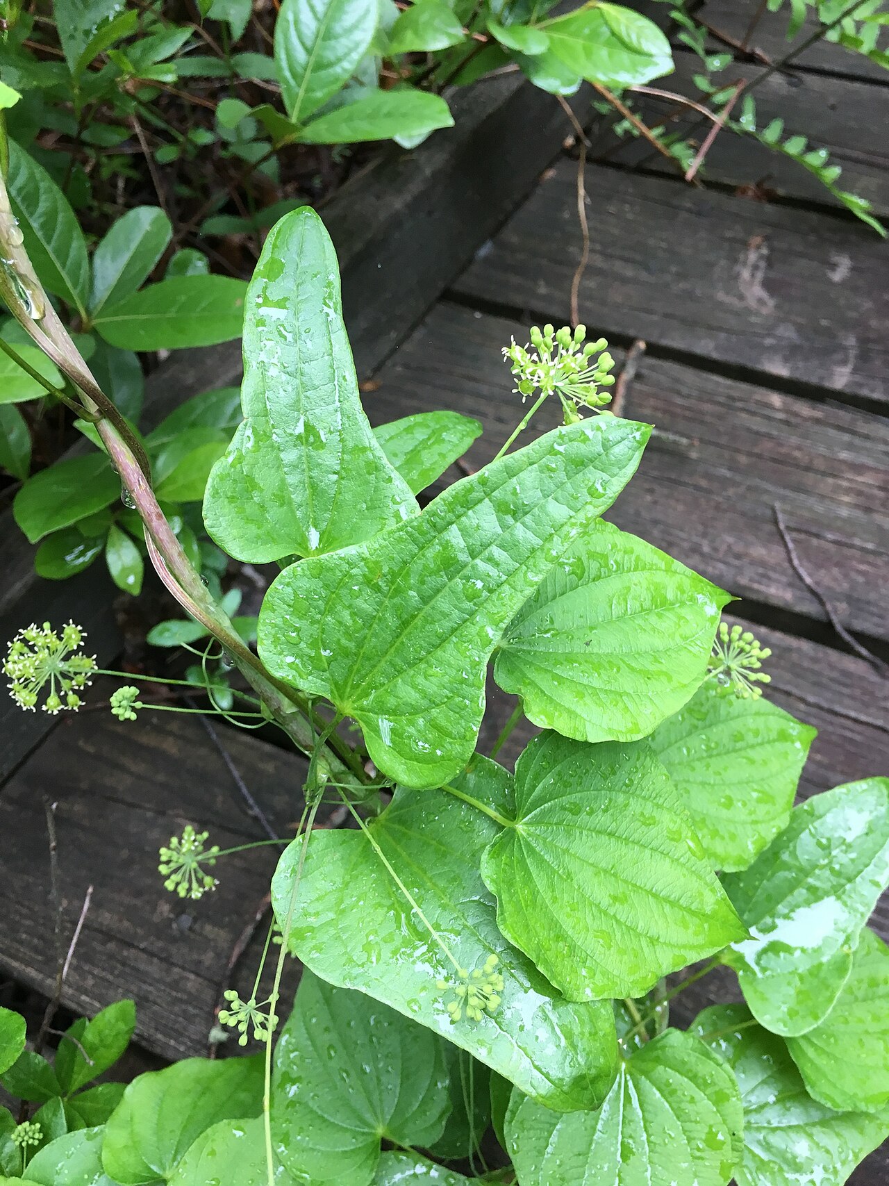 Bamboo vine: Coastal Carrion-Flower (Smilax pseudochina). Species of plant.