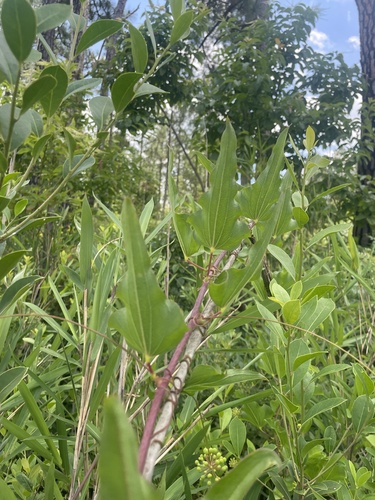 Bamboo vine (Smilax pseudochina)