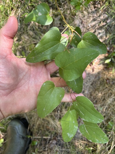 Bamboo vine (Smilax pseudochina)