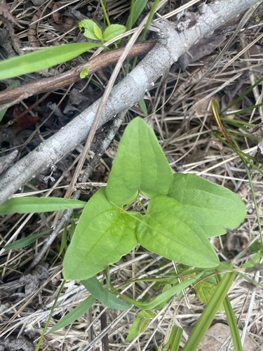 Bamboo vine (Smilax pseudochina)