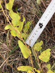 Bamboo vine (Smilax pseudochina)