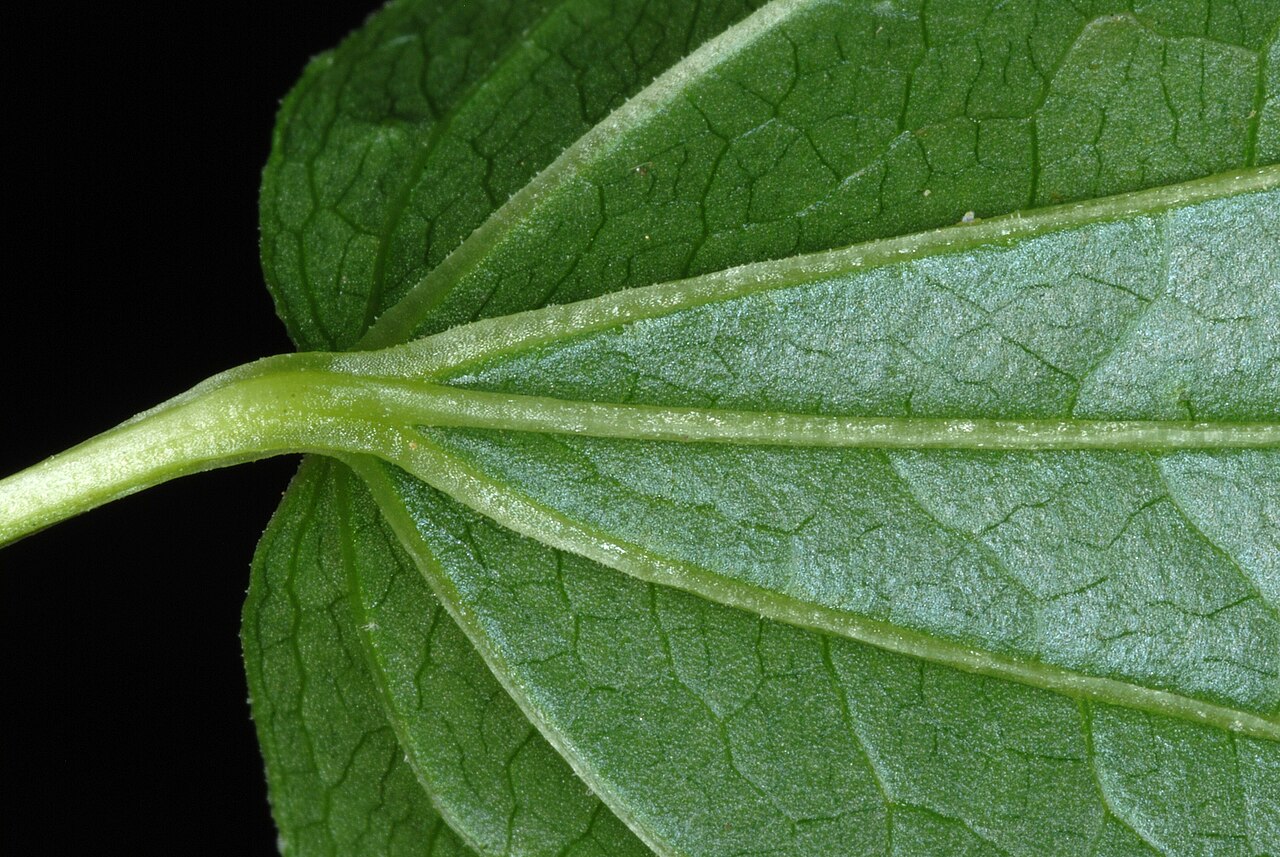 Downy carrionflower: Smilax pulverulenta