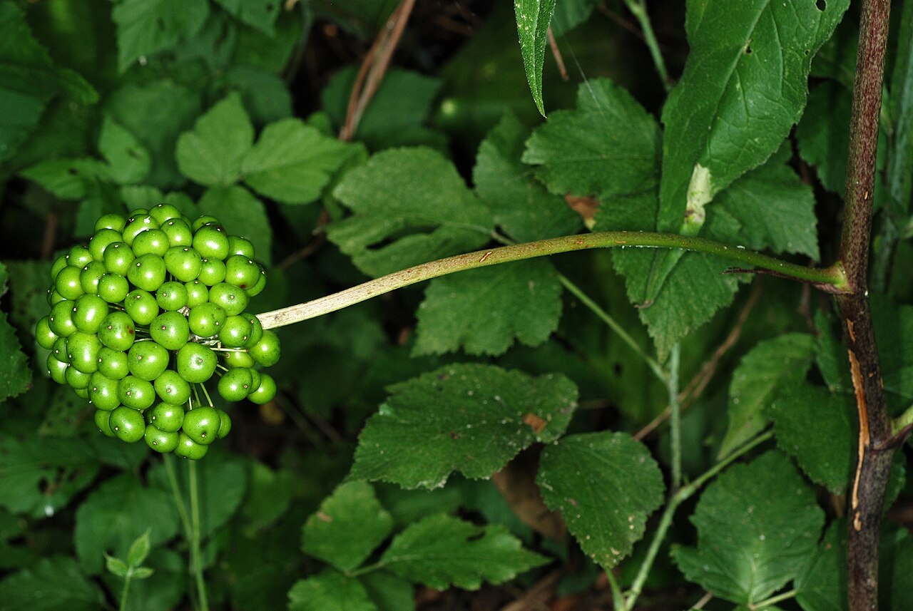 Downy carrionflower: Smilax pulverulenta