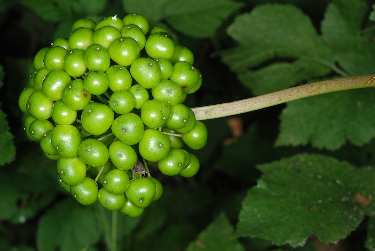 Downy carrionflower: Smilax pulverulenta