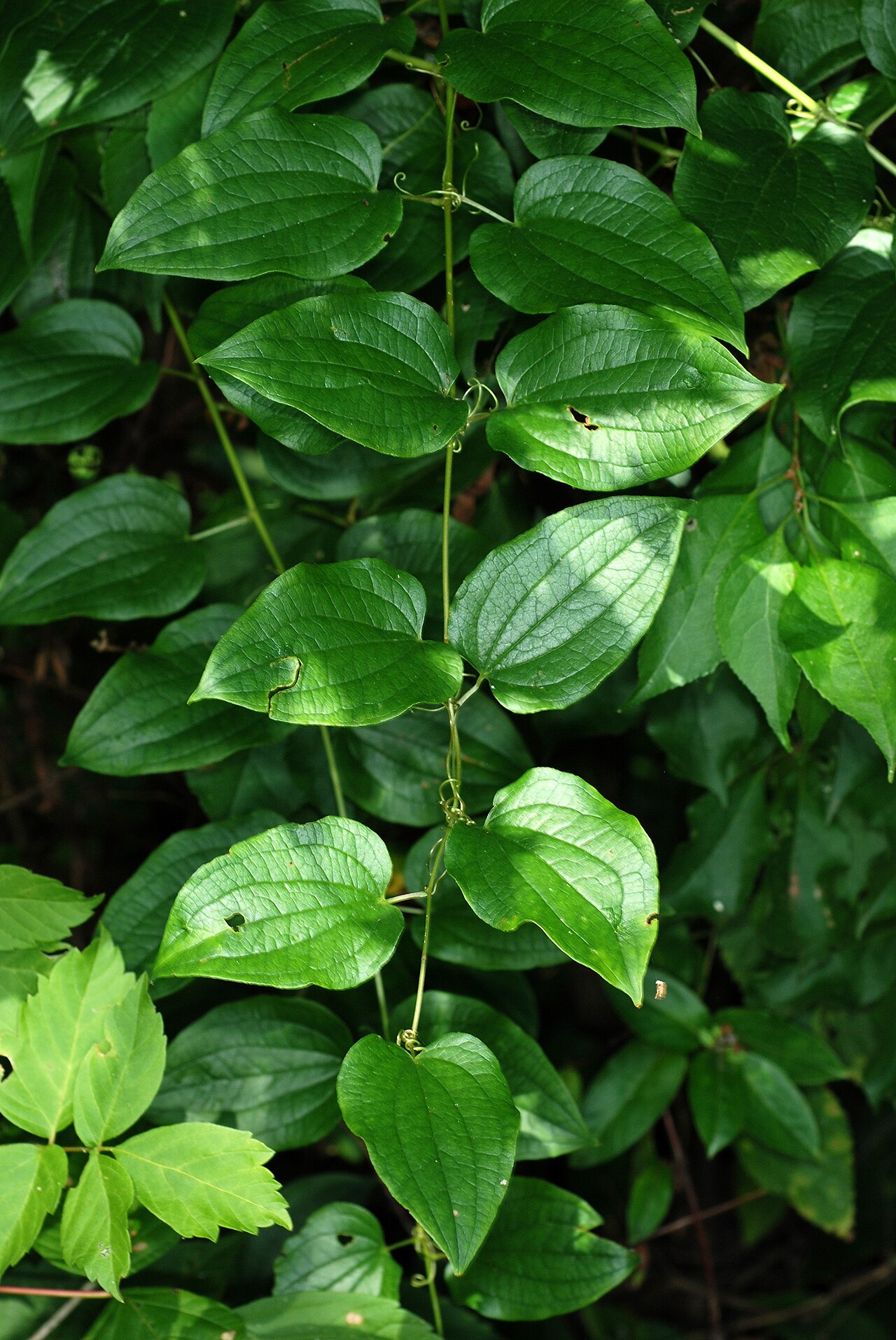 Downy carrionflower: Smilax pulverulenta