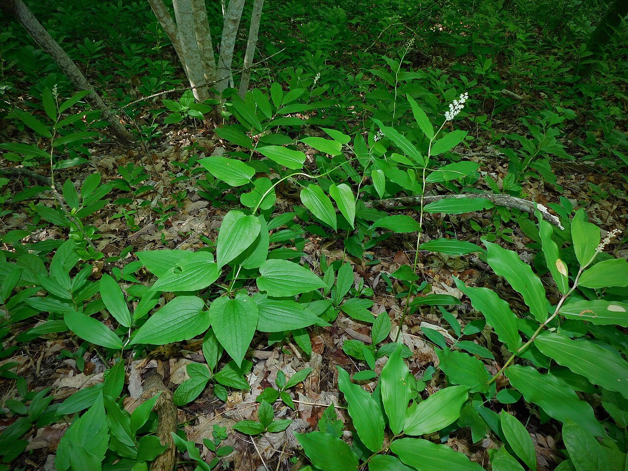Downy carrionflower: Downy Carrion-Flower (Smilax pulverulenta). Species of plant.