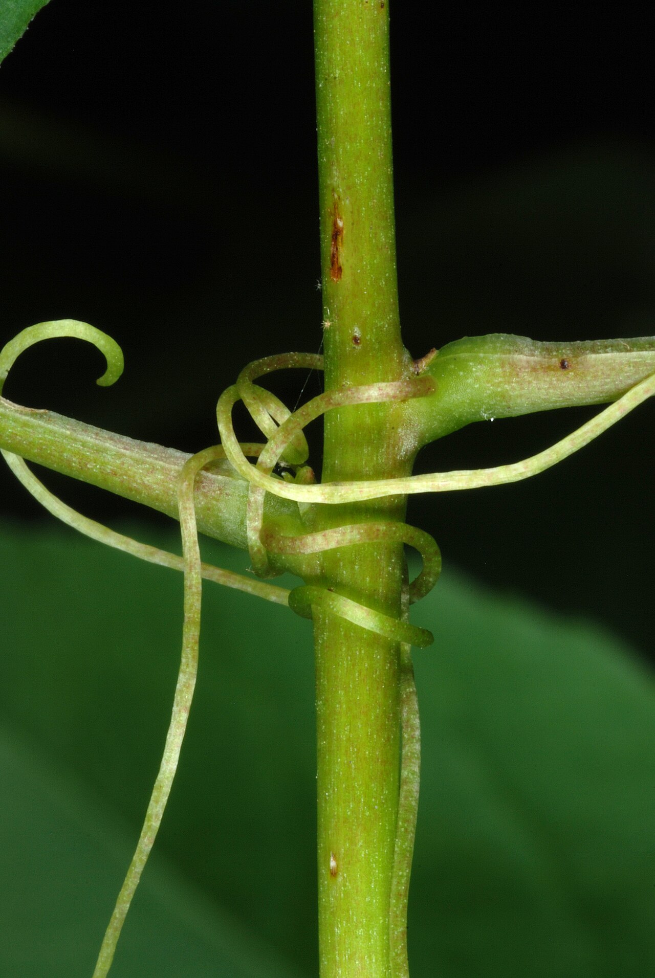 Downy carrionflower: Smilax pulverulenta