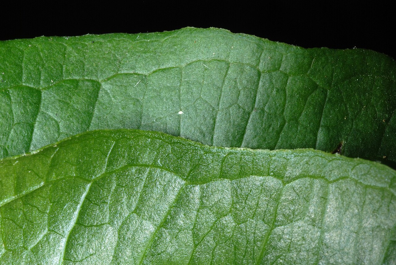 Downy carrionflower: Leaf margins, surfaces.