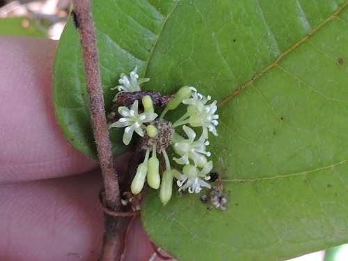 Sarsparilla vine (Smilax pumila)