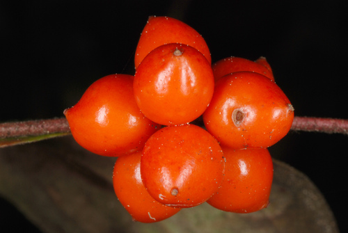 Sarsparilla vine (Smilax pumila)