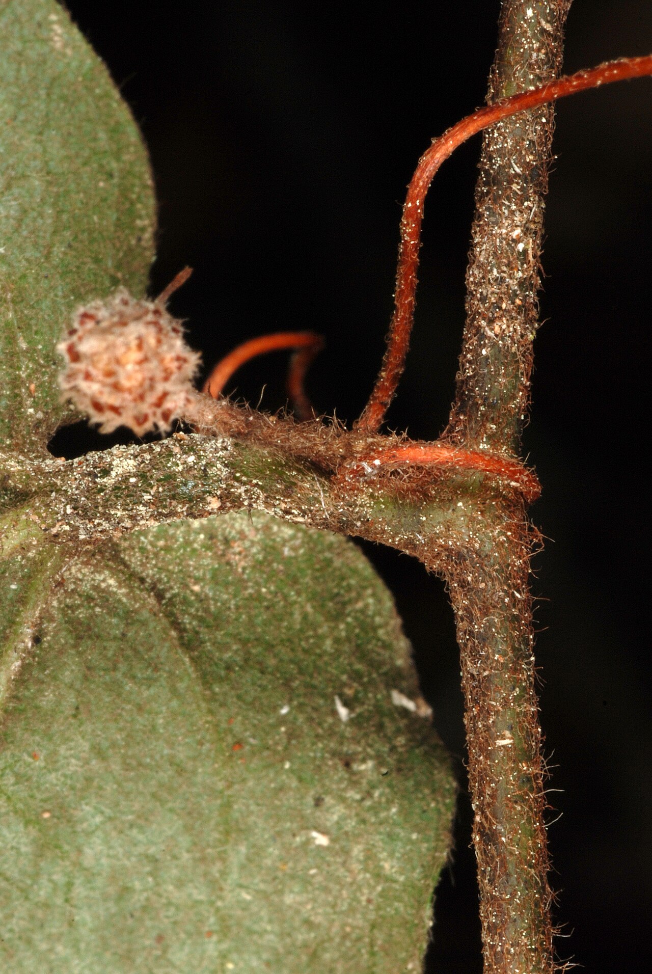 Sarsparilla vine: Smilax pumila