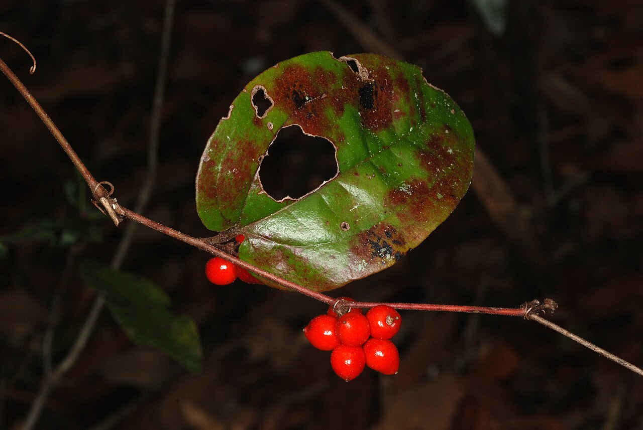 Sarsparilla vine: Smilax pumila
