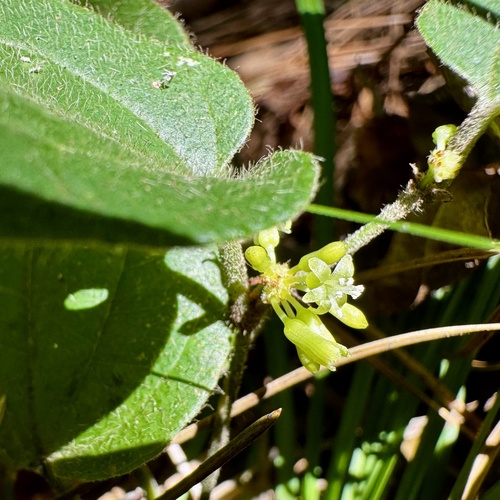 Sarsparilla vine (Smilax pumila)