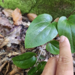 Sarsparilla vine (Smilax pumila)