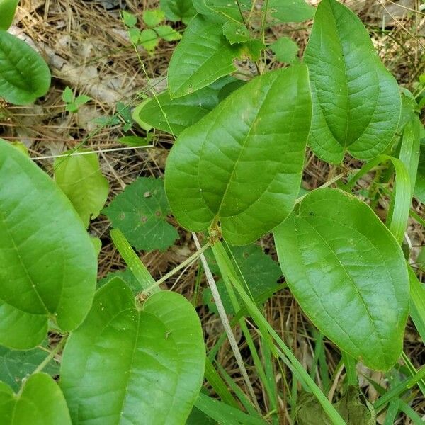 Sarsparilla vine (Smilax pumila)