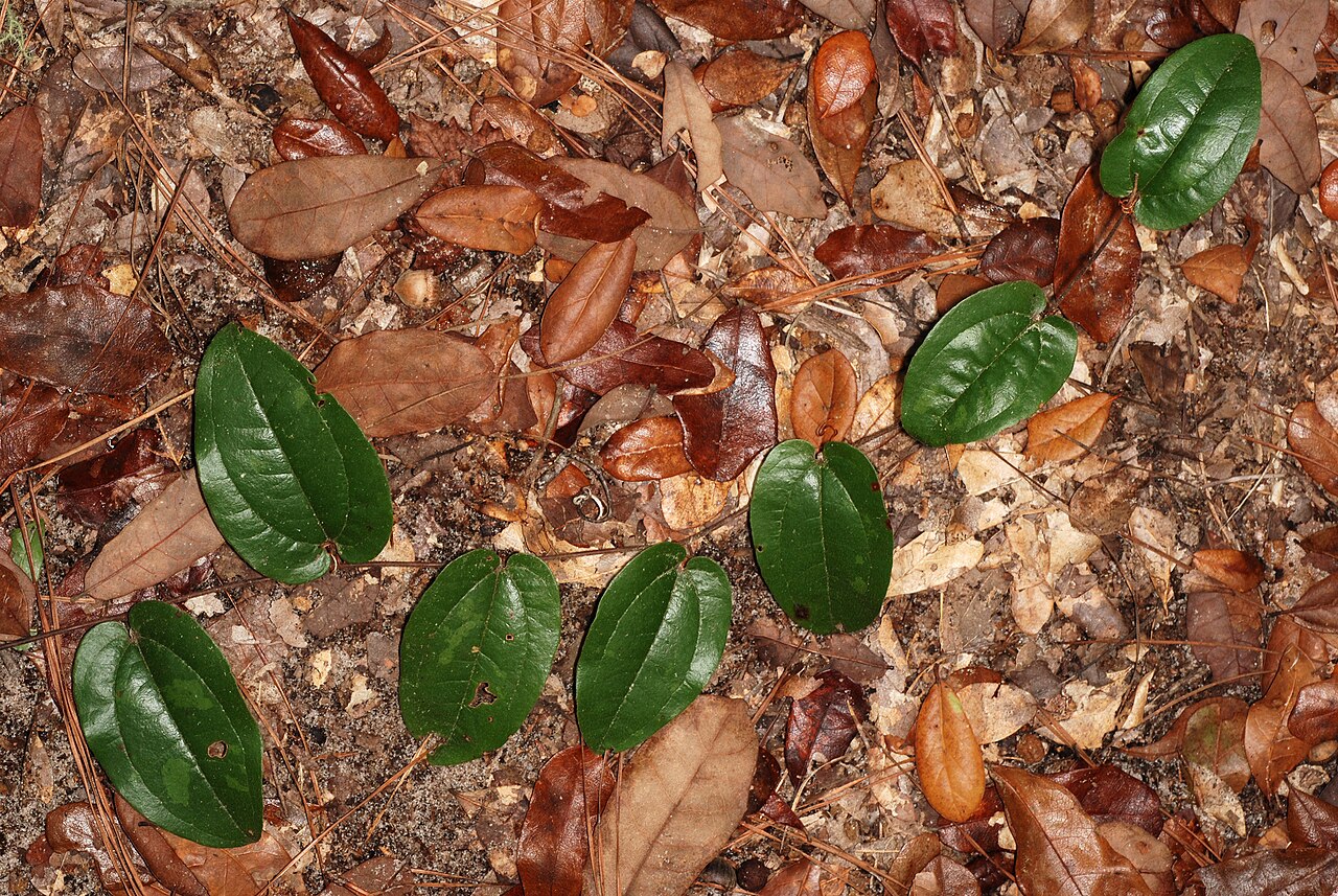 Sarsparilla vine: Smilax pumila