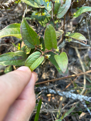 Sarsparilla vine (Smilax pumila)