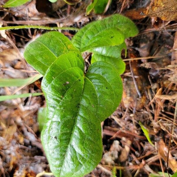 Sarsparilla vine (Smilax pumila)