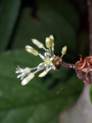 Sarsparilla vine (Smilax pumila)