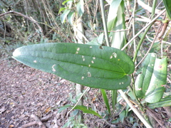 Smilax quinquenervia (Smilax quinquenervia)