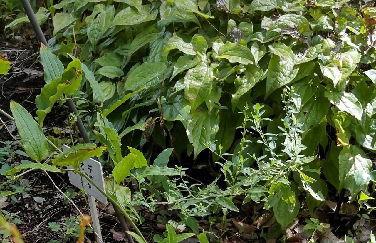 Smilax riparia: シオデの葉と茎(蔓)。