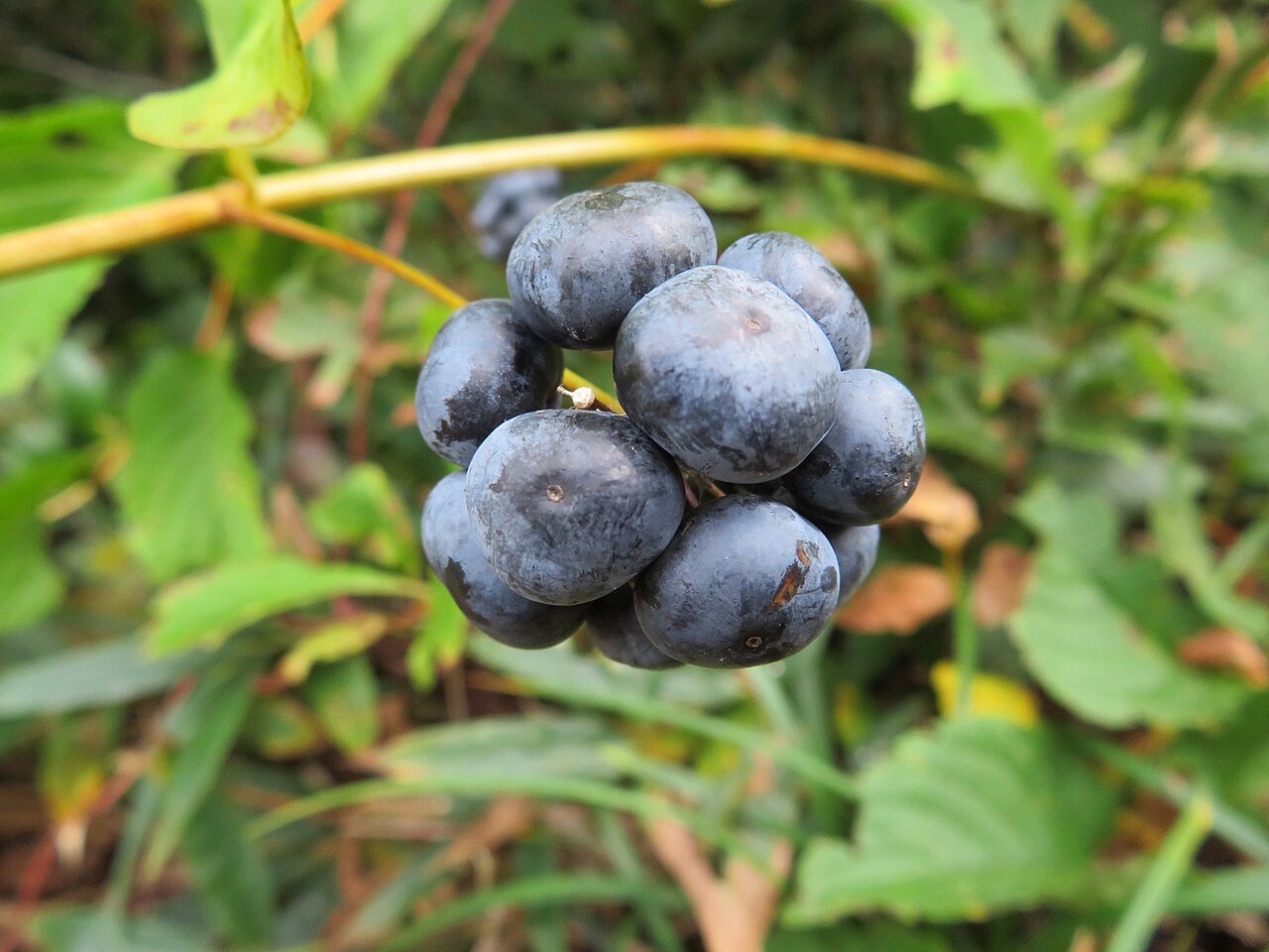 Smilax riparia: Riparian greenbrier ( Smilax riparia ) in Japan