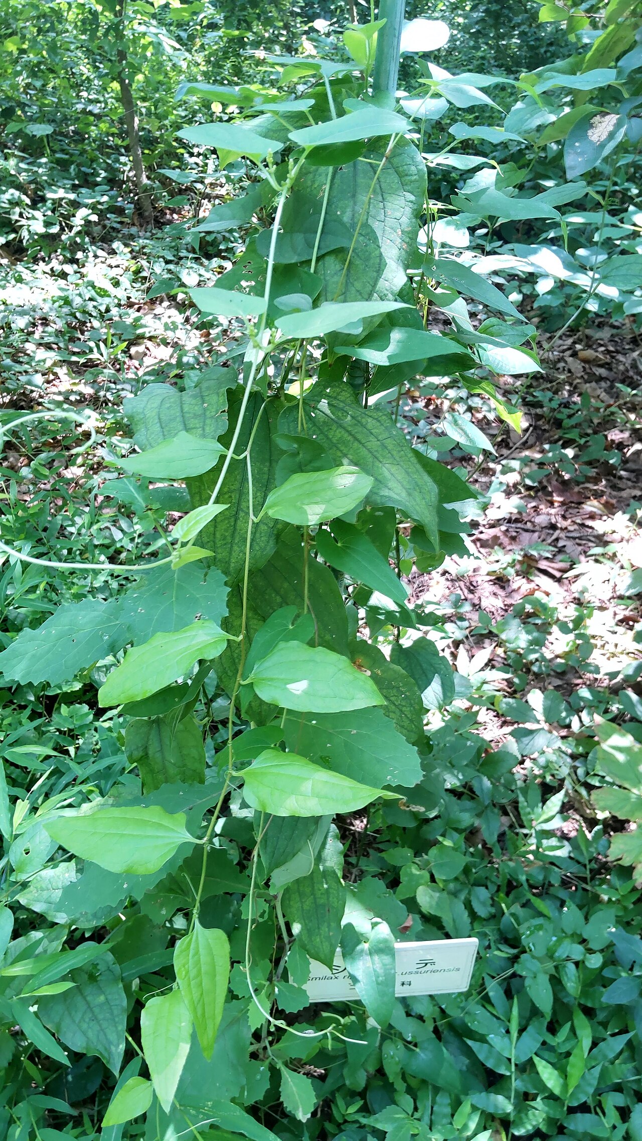 Smilax riparia: シオデの植物体。