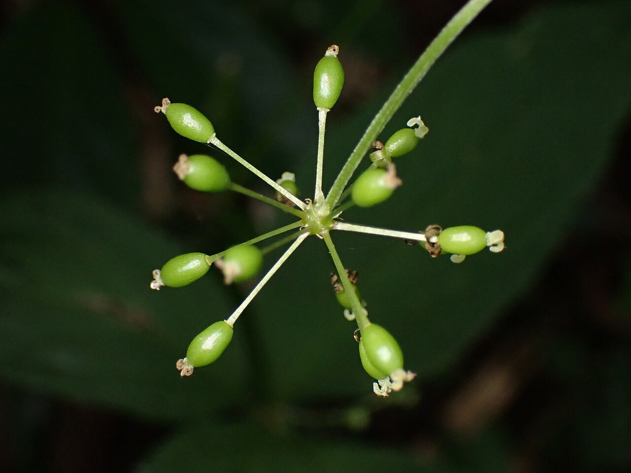 Smilax riparia: Riparian greenbrier ( Smilax riparia ) in Japan