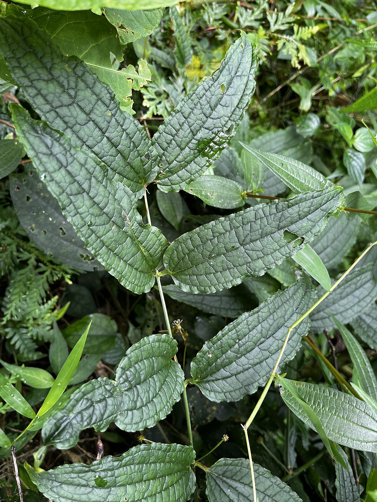 Smilax riparia: Riparian greenbrier ( Smilax riparia ) in Taiwan