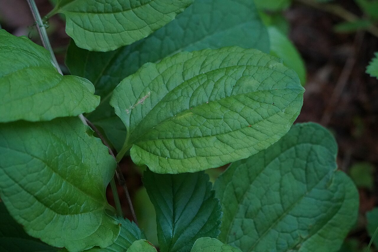 Smilax riparia: Riparian greenbrier ( Smilax riparia ) in Japan