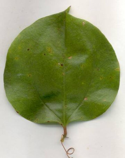 Roundleaf greenbrier: Smilax rotundifolia