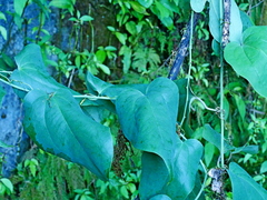 Smilax seisuiensis (Smilax seisuiensis)