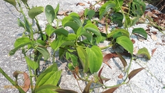 Smilax setosa (Smilax setosa)