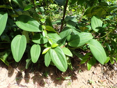 Smilax setosa (Smilax setosa)