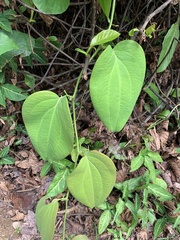 Smilax setosa (Smilax setosa)
